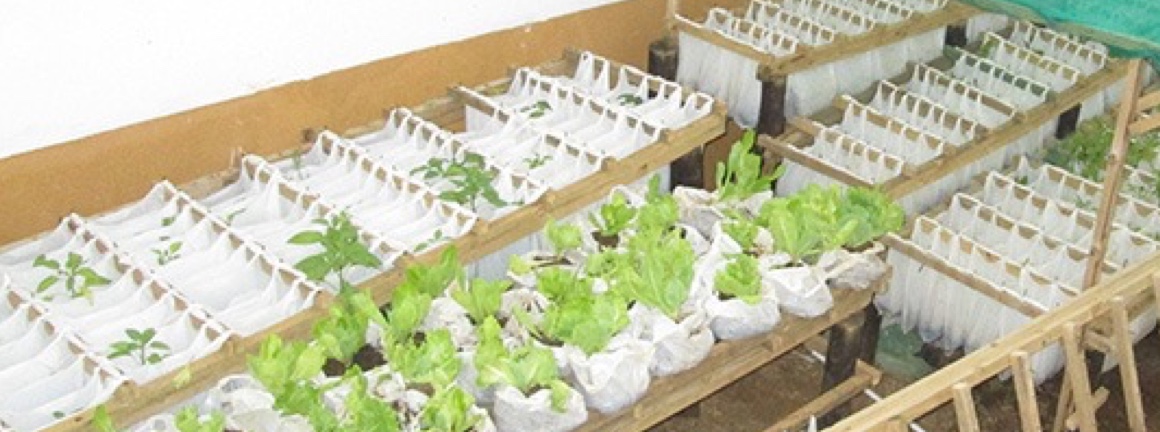 An aerial view of rows of wooden structures hanging rows of plastic bags filled with soil and plants.