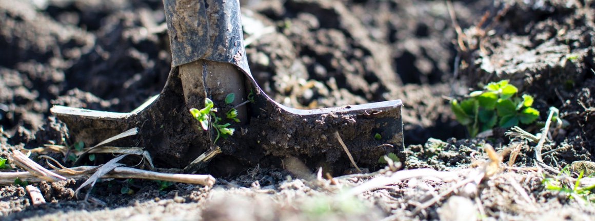 Blade of shovel in rich soil.